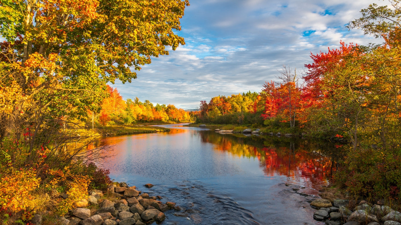 Vata Season in Northern Climates: How to Stay Grounded and Healthy