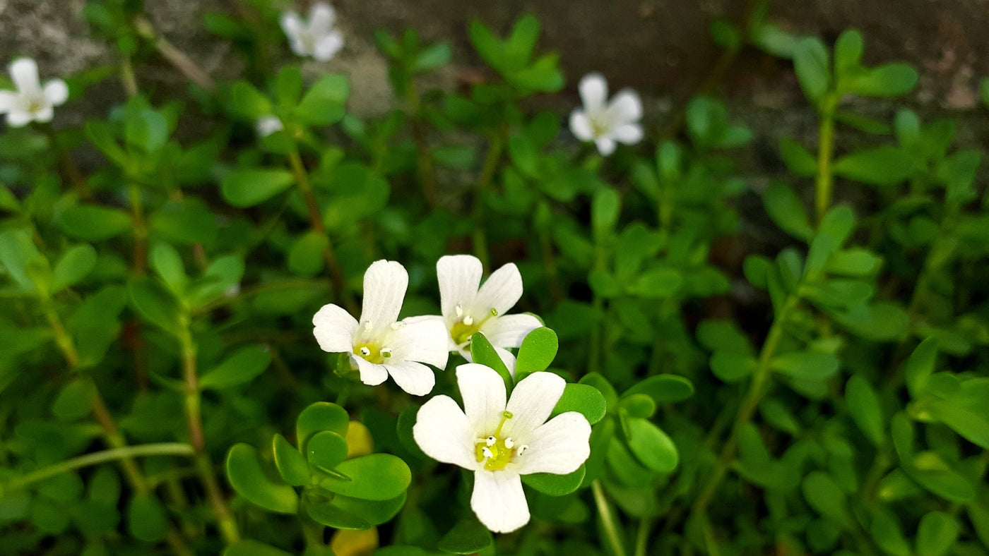 Brahmi: How One Sacred Herb Unlocks Your Brain's Hidden Power