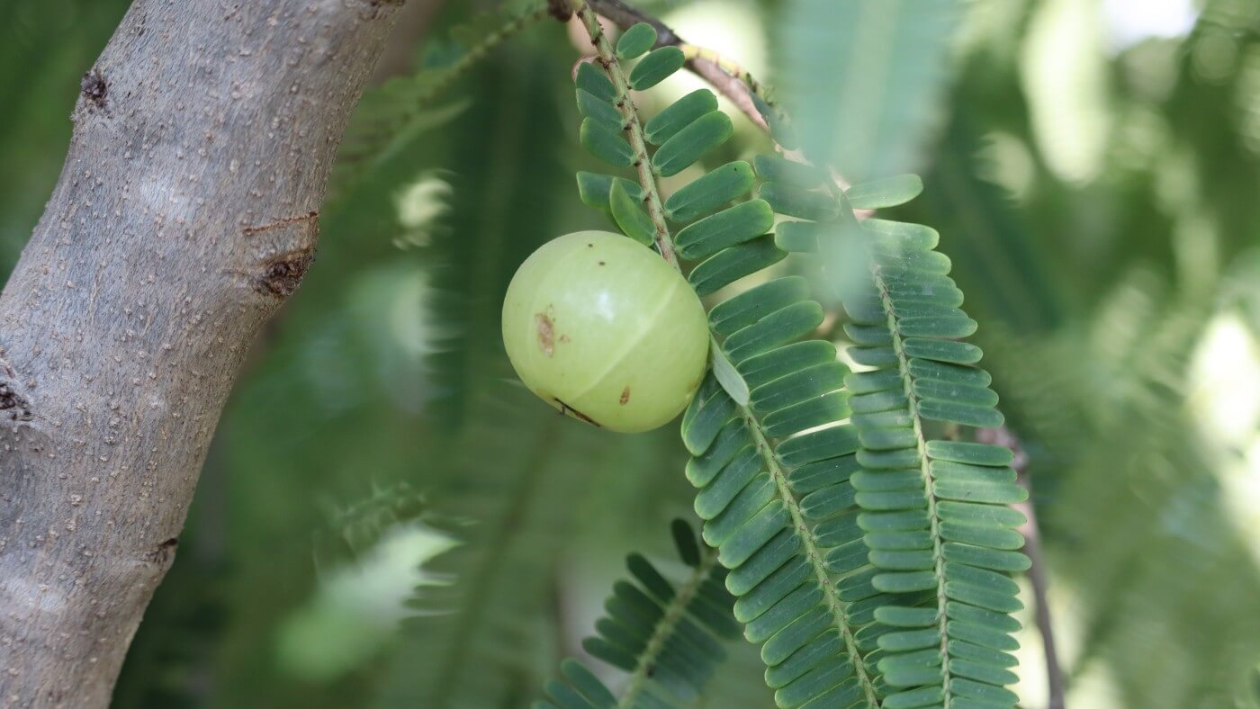 Amalaki: The Ayurvedic Superfruit