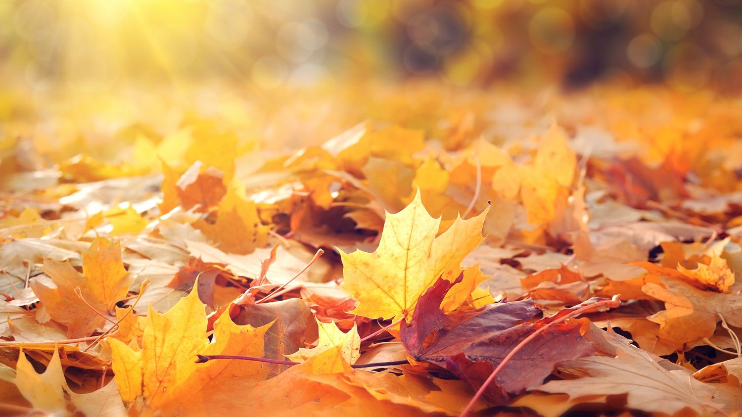 Autumn Wellness: Nourishing Health During the Season of Transition