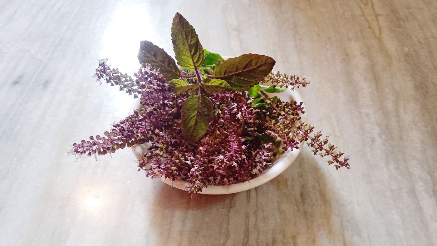 Ayurveda's Sacred Herb: How Tulsi Supports Women's Stress into Balanced Wellness