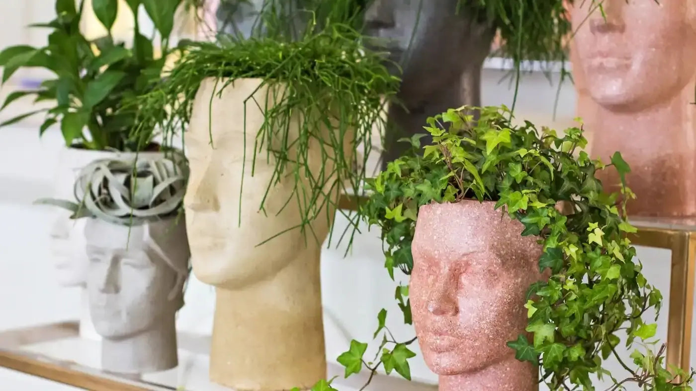 Gotu Kola: An Ayurvedic Staple For Memory, Stress, & Cognitive Function