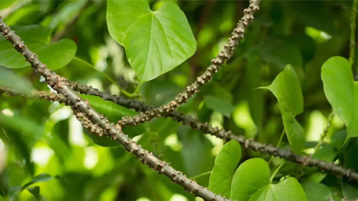 Herbal Spotlight: Guduchi Ayurveda the Legendary Protector