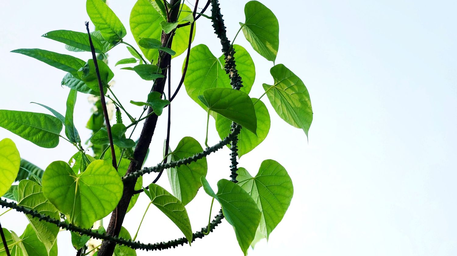 Guduchi: Ayurveda’s Divine Nectar That Protects and Rejuvenates Your Body