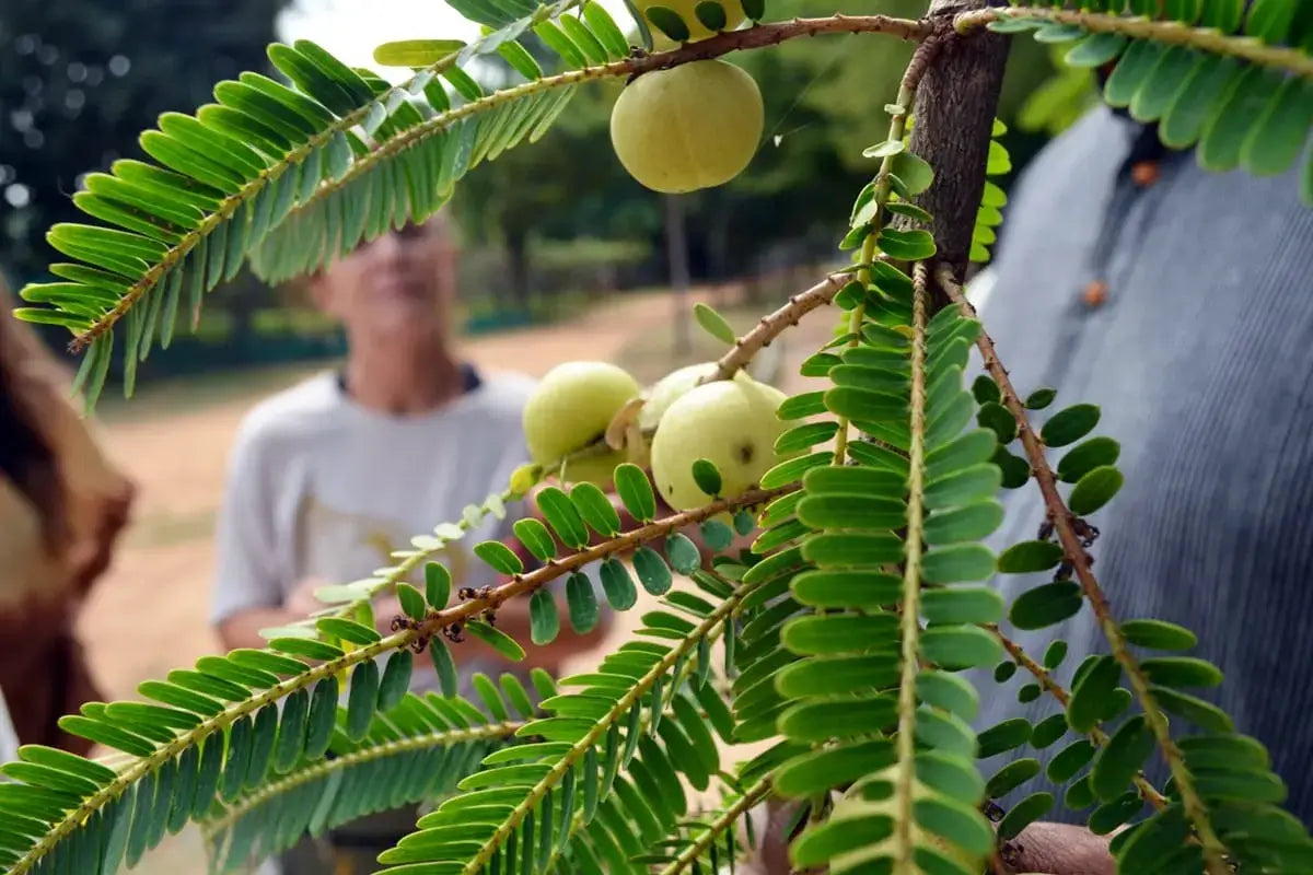 Herbal Products: Top 4 Quality Considerations