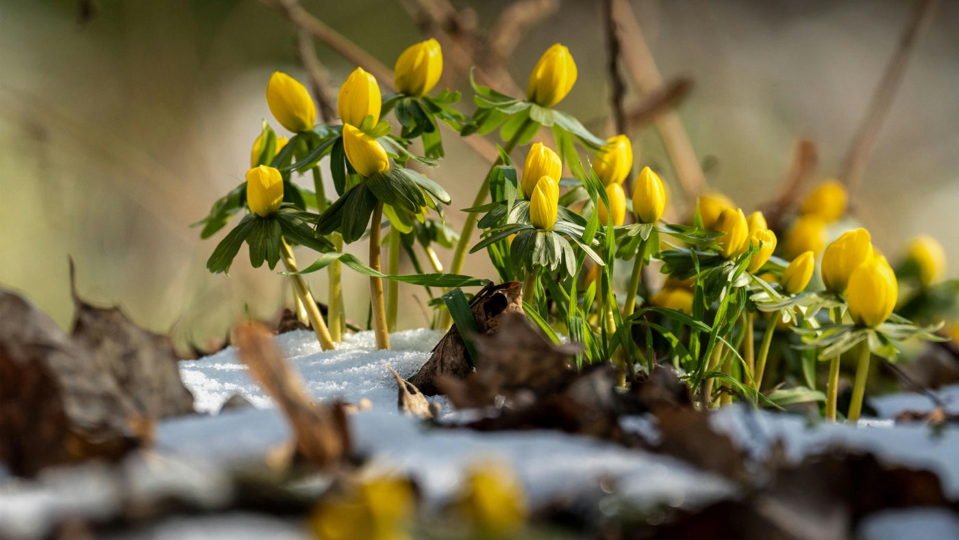 Spring Cleansing: Ayurvedic Principles for Seasonal Renewal