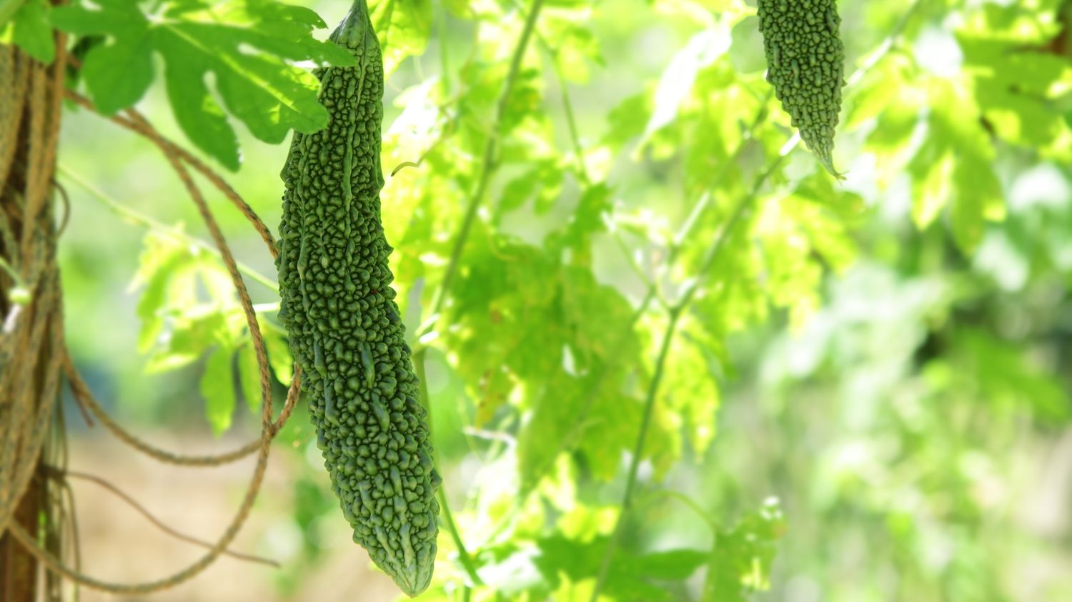 Therapeutic Power of Bitter Taste: Understanding Mahathikthaka in Ayurveda