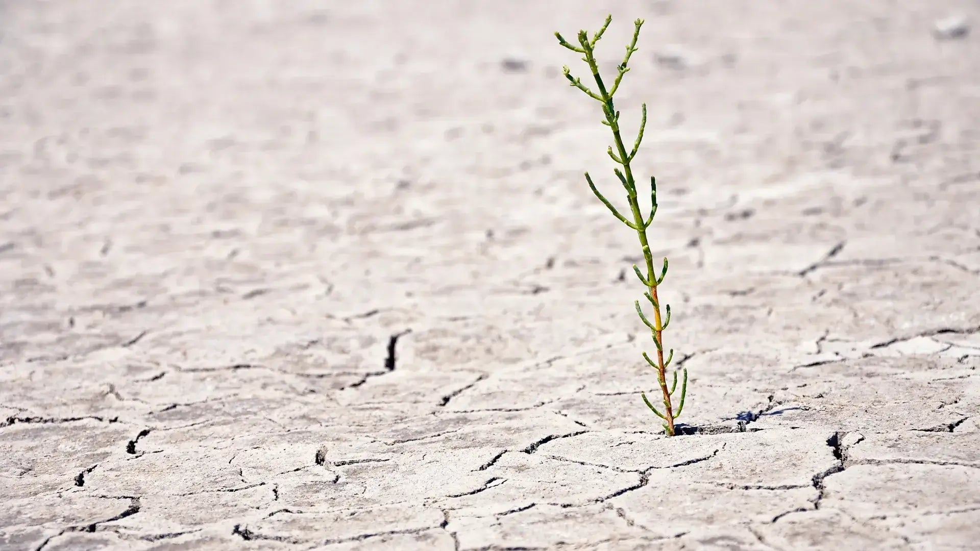 Preparing Your Immune System For Vata Season