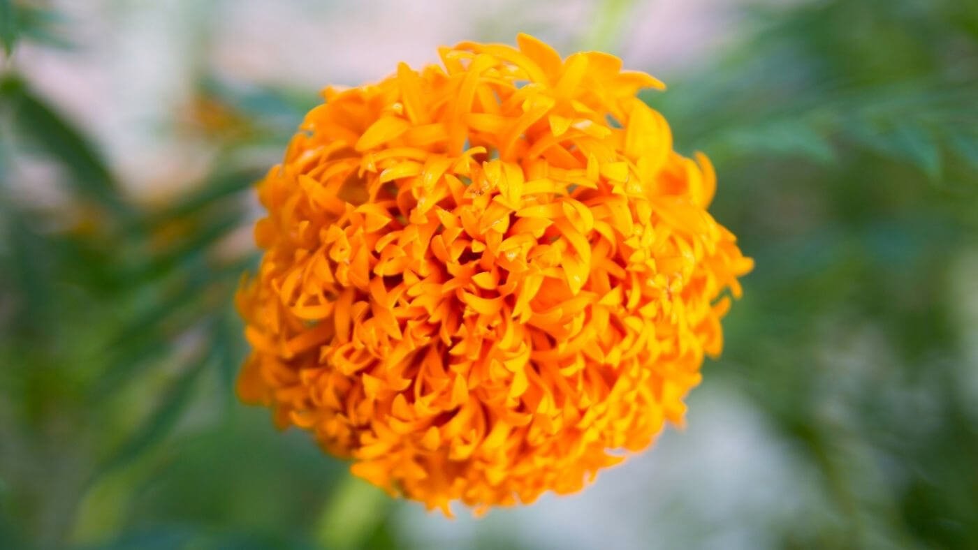 Eye Health Supplements: Marigolds for Vision and Brain Support