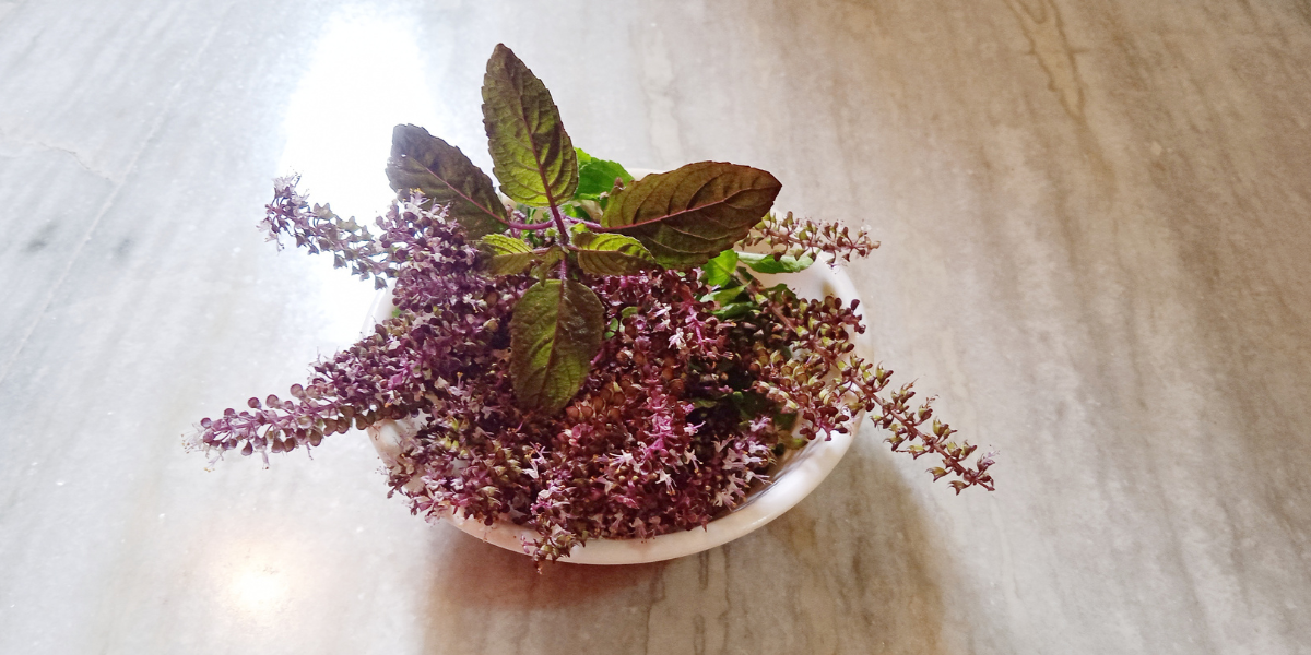 holy basil, tulsi in a small bowl placed on the table