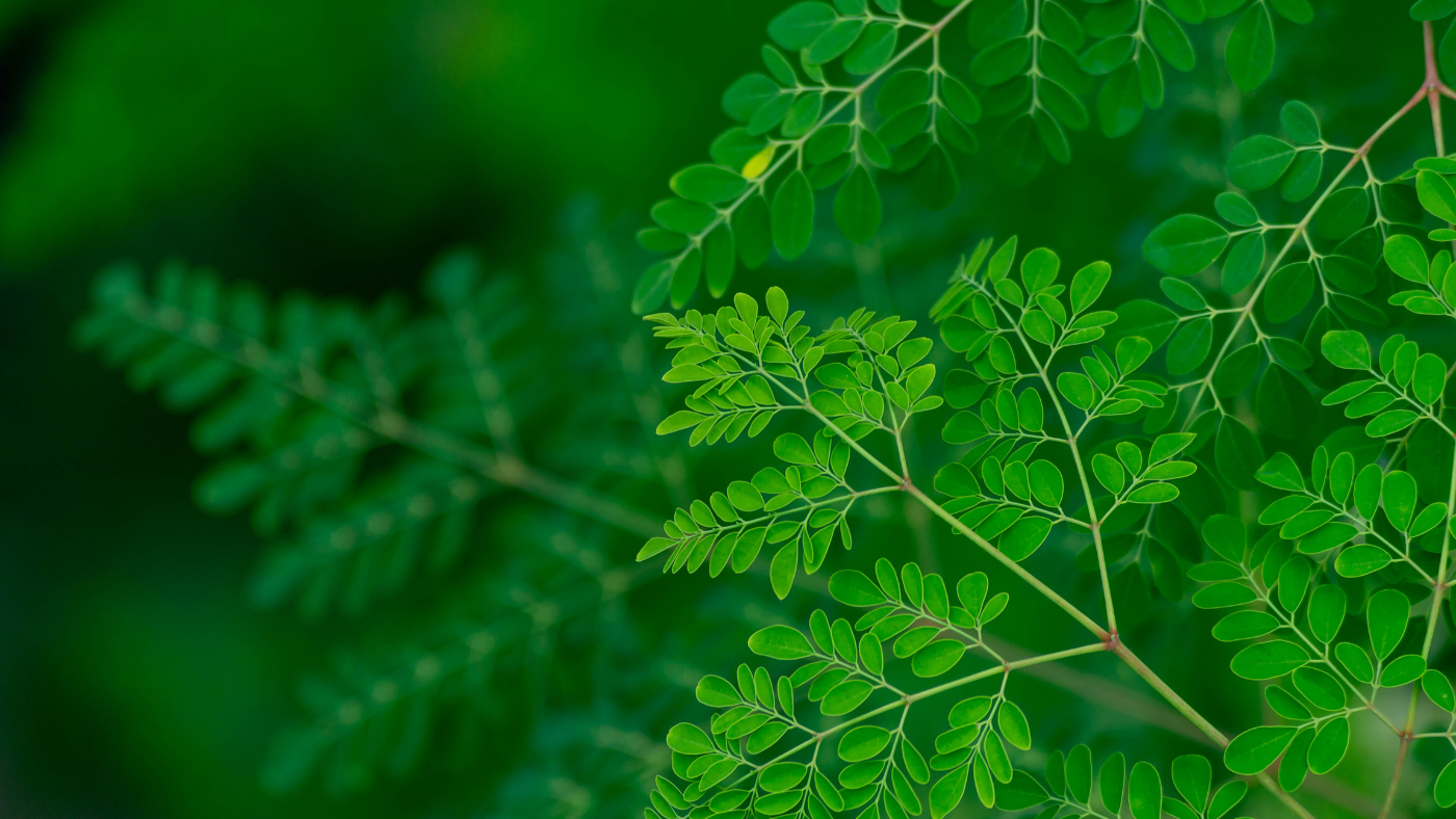 moringa
