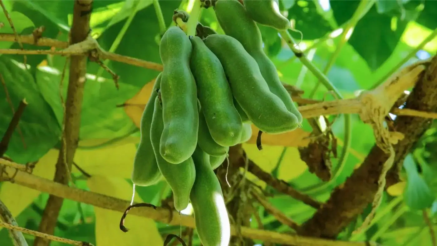 L-Dopa & Mucuna Pruriens: Nootropic Benefits of Velvet Bean