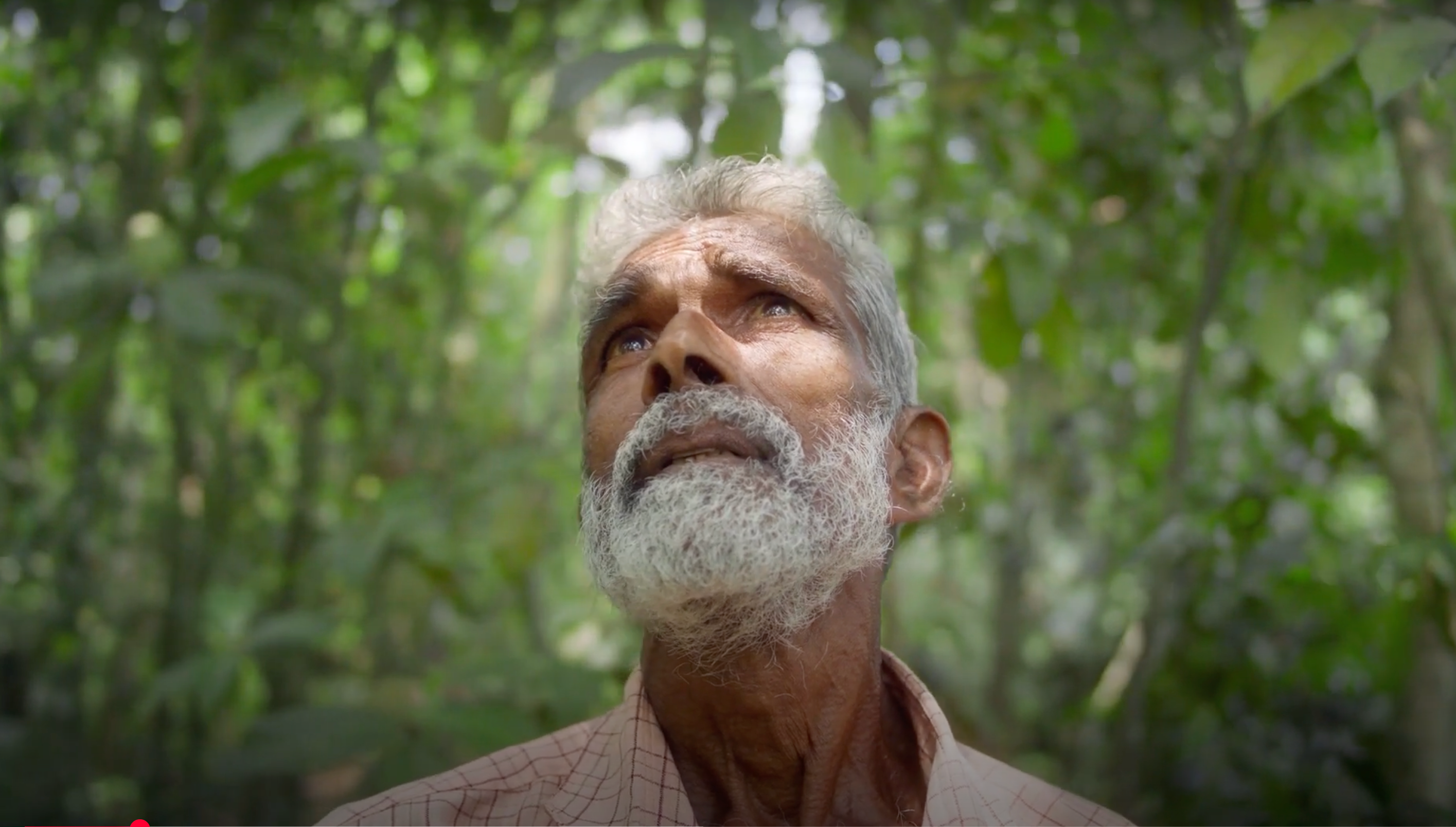 An elderly man with a beard looks up surrounded by lush green forest.