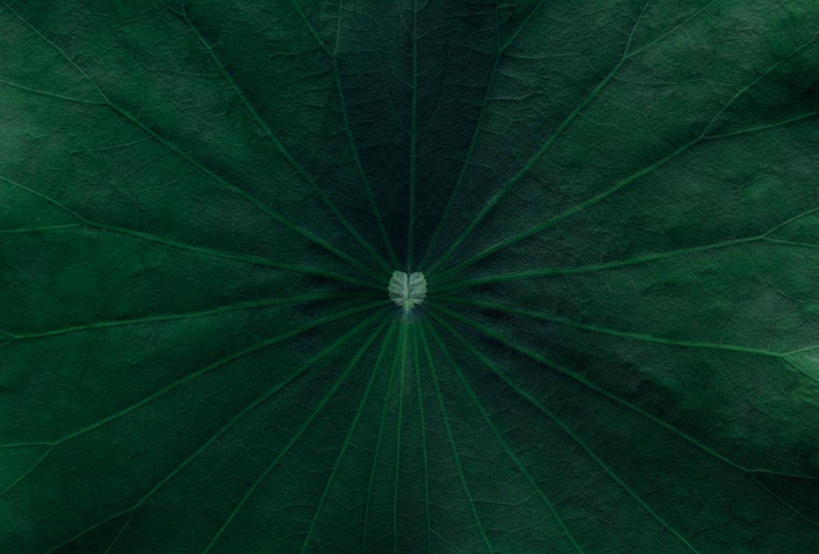 Close-up of a green lotus leaf with radiating veins and a central point.