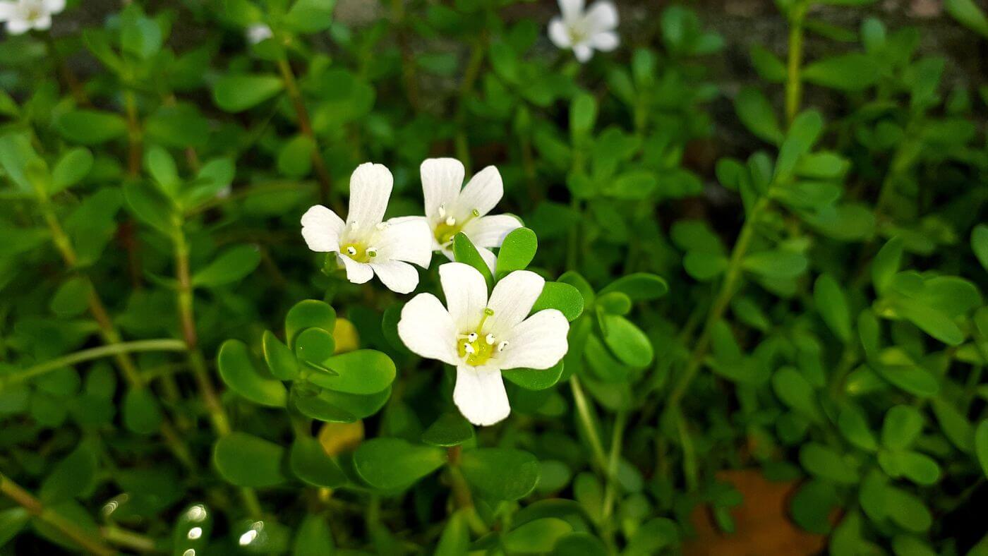 9 Best Ayurvedic Herbs For Balance, Harmony, & Mental Clarity
