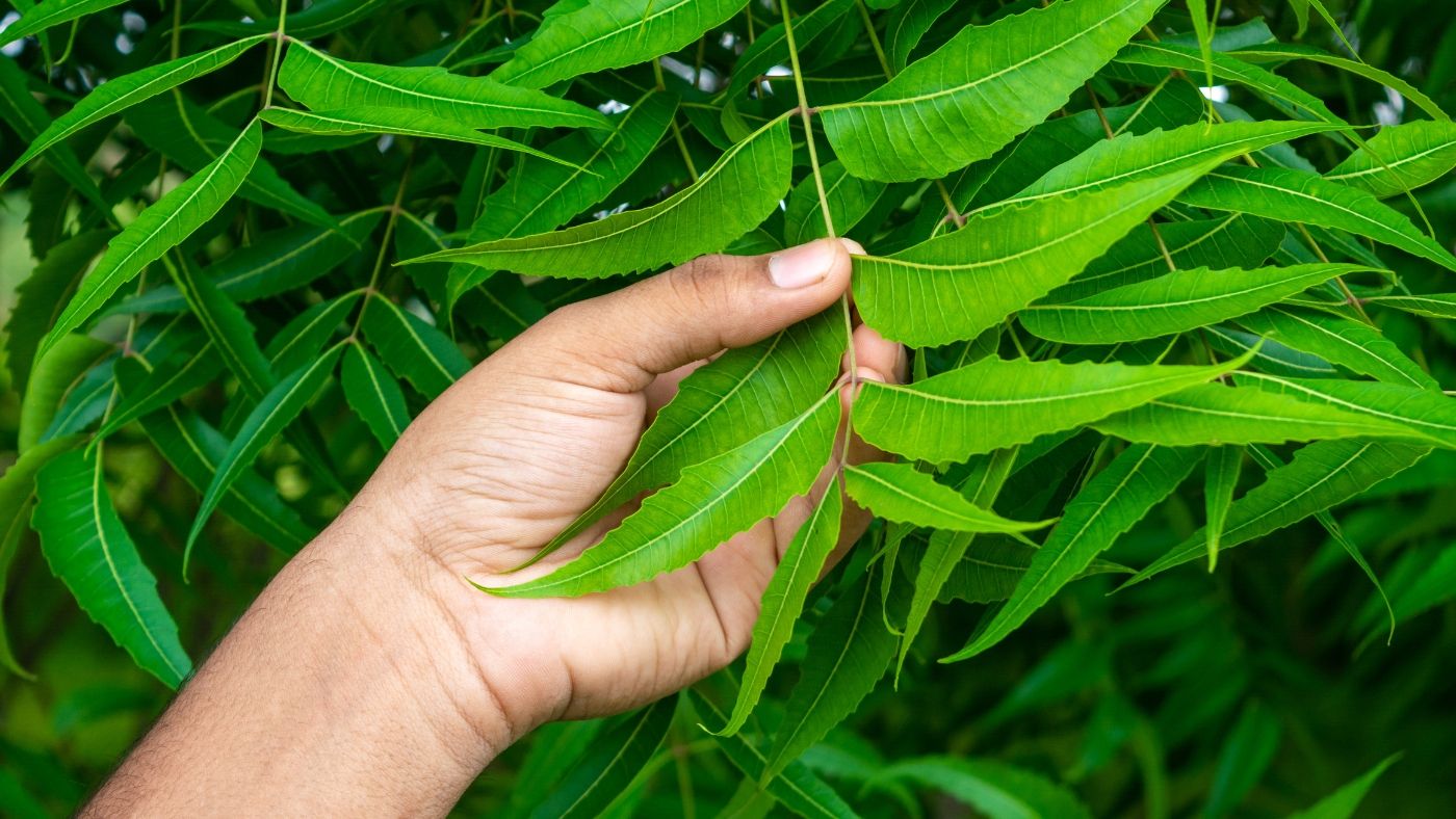 Neem: Holistic Balance for Radiant Health and Wellness