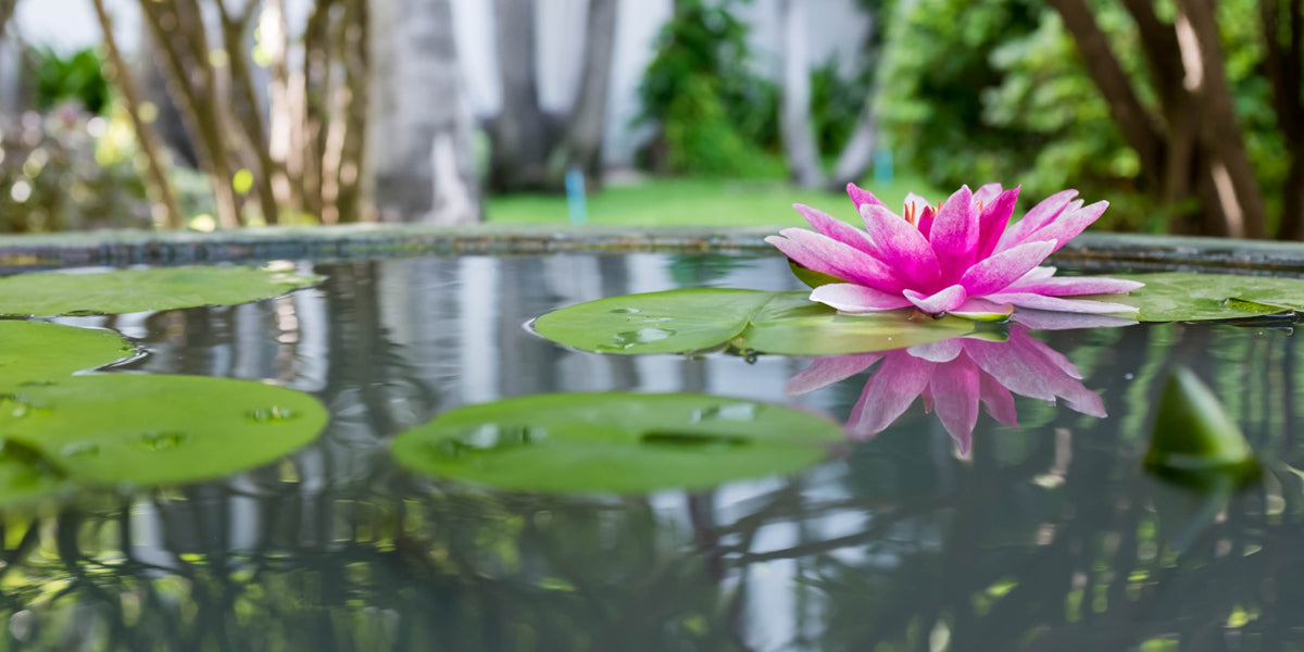 Kerala Ayurveda: Classical Products from Seed to Bottle
