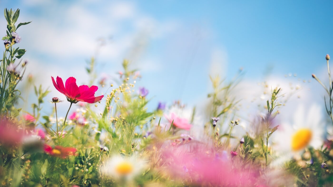 Importance of Immune Health in Spring