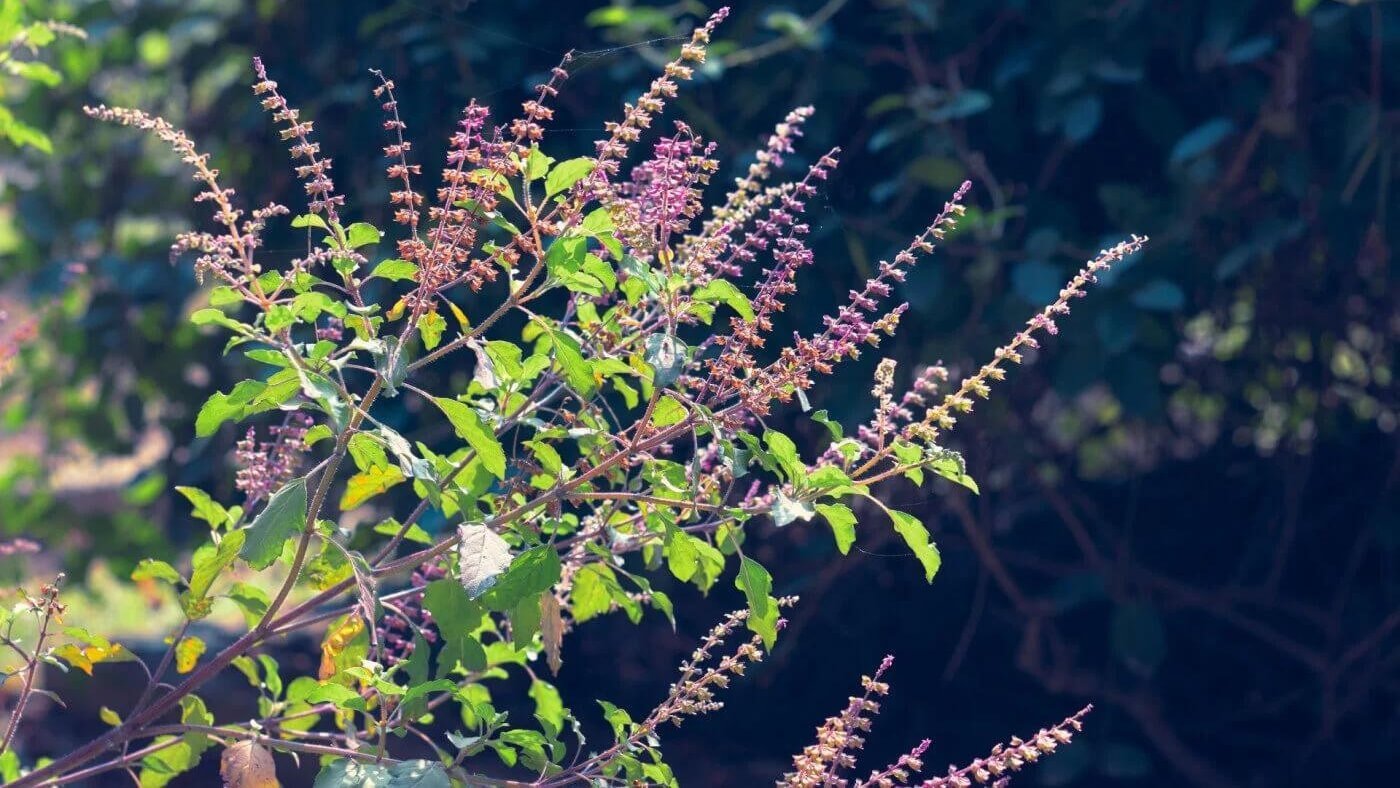 Bliss, Balance, and Beyond: How Holy Basil Supports the Body Across The Wellness Spectrum