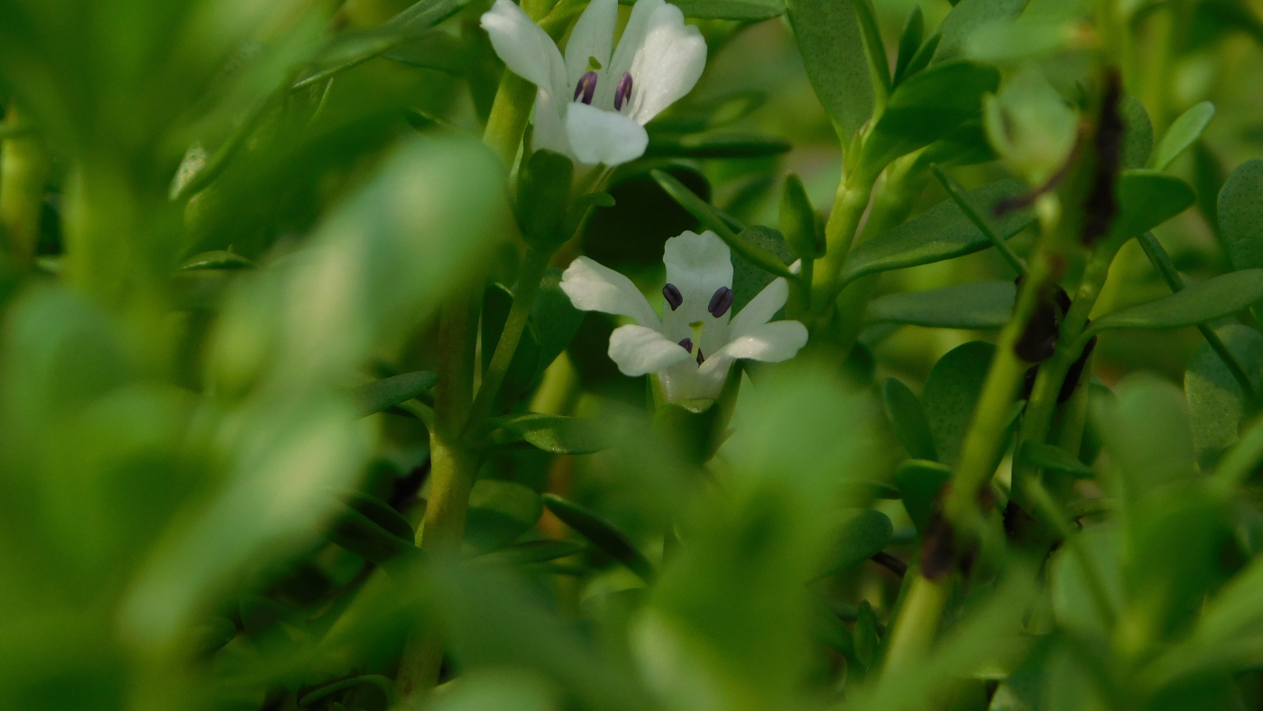 Boost Your Brain Naturally: How Brahmi Can Sharpen Your Mind