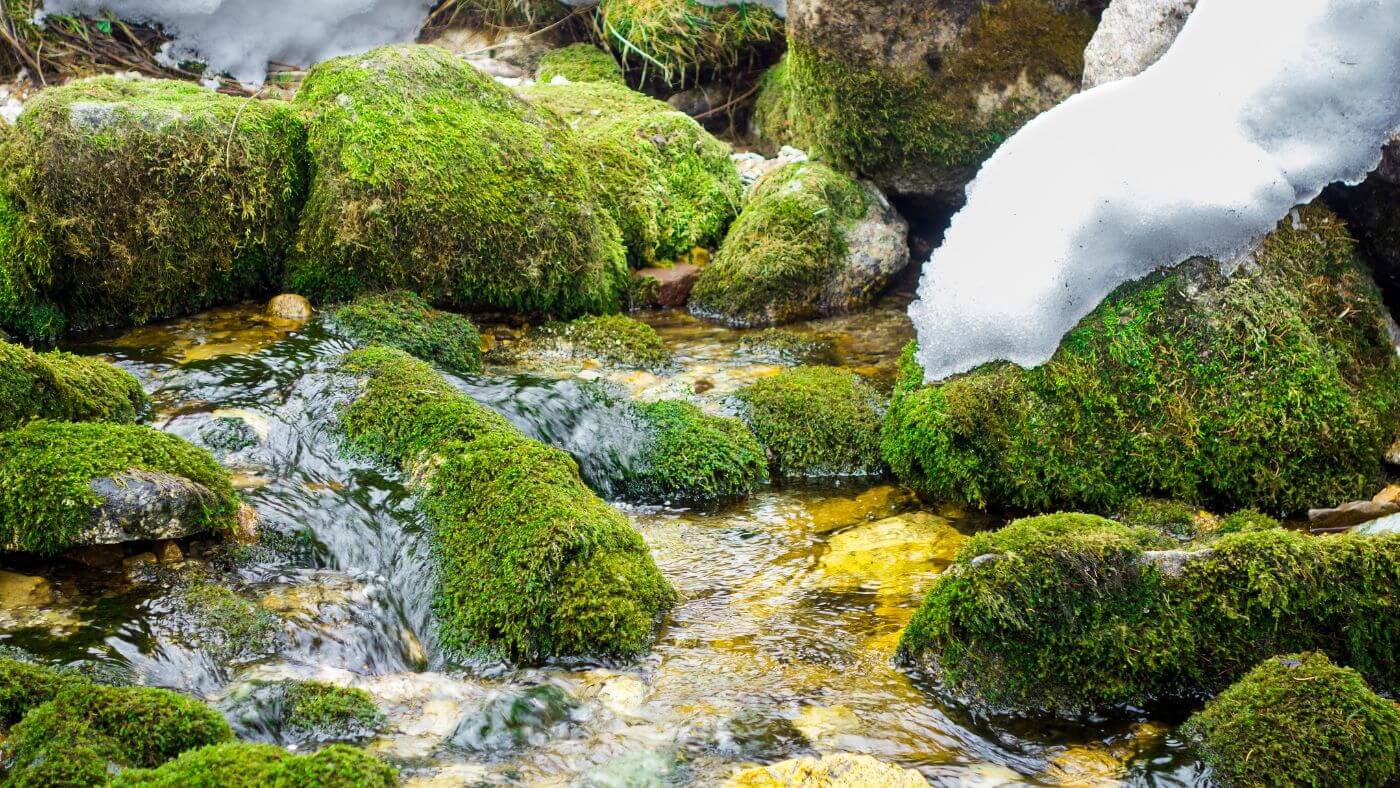 Kapha Season Is Coming: Ayurveda’s Spring Guide To Living Well